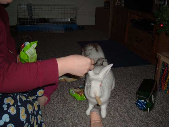 gus eating his present