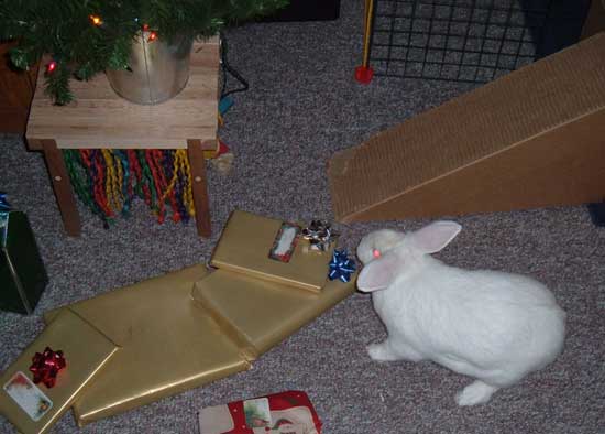 gussy examining presents