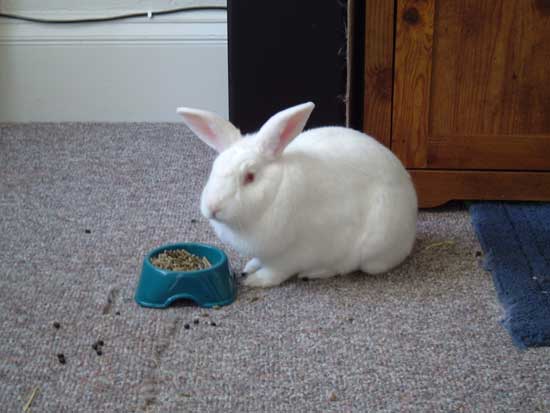 Gus eating some pellets