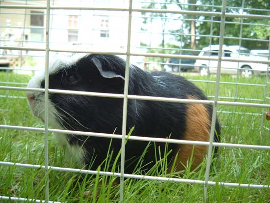 george the cute piggy